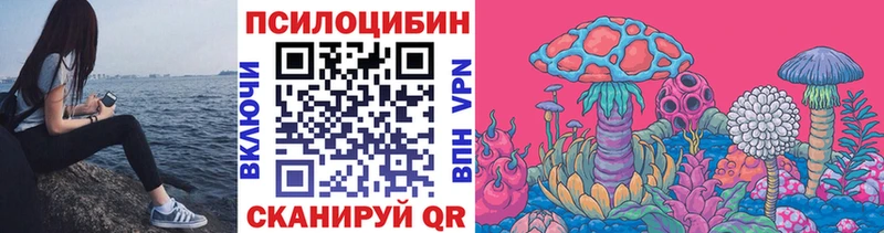 как найти   Елец  Псилоцибиновые грибы Psilocybe 