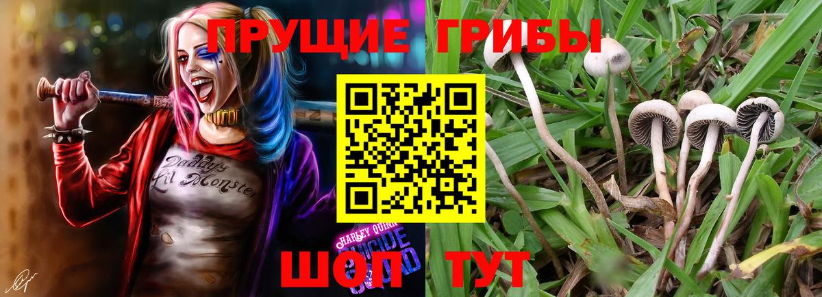 Галлюциногенные грибы MAGIC MUSHROOMS  Вход с VPN  Елец  Псилоцибиновые грибы GOLDEN TEACHER 
